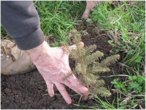 Conifers and other trees hand-planted at Fairsing Vineyard in Oregon's Willamette Valley