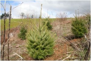 A young Douglas Fir rooted at Fairsing Vineyard in Yamhill, Oregon