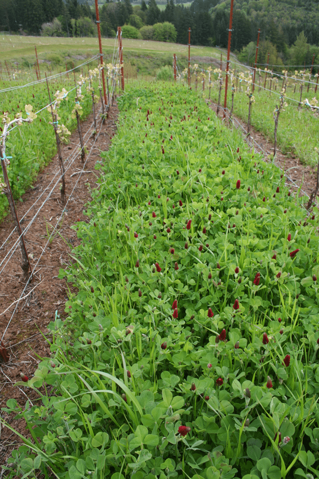 Before the 2021 fall rains arrived, crimson clover was among 750 pounds of legumes, oats, and barley seed planted between the vine rows and headlands at Fairsing Vineyard to prevent soil erosion and add biomass.