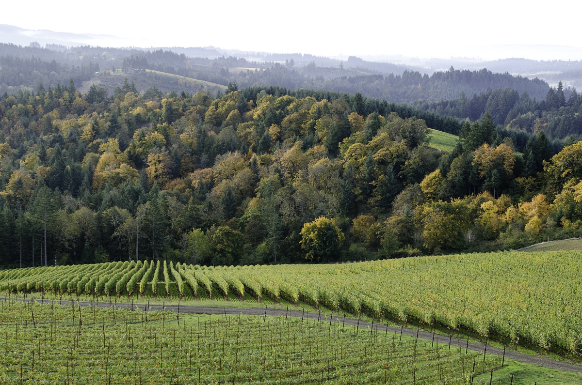 Mature forest of Douglas fir and Oregon white oak surround the vines at Fairsing Vineyard in Oregon's Willamette Valley