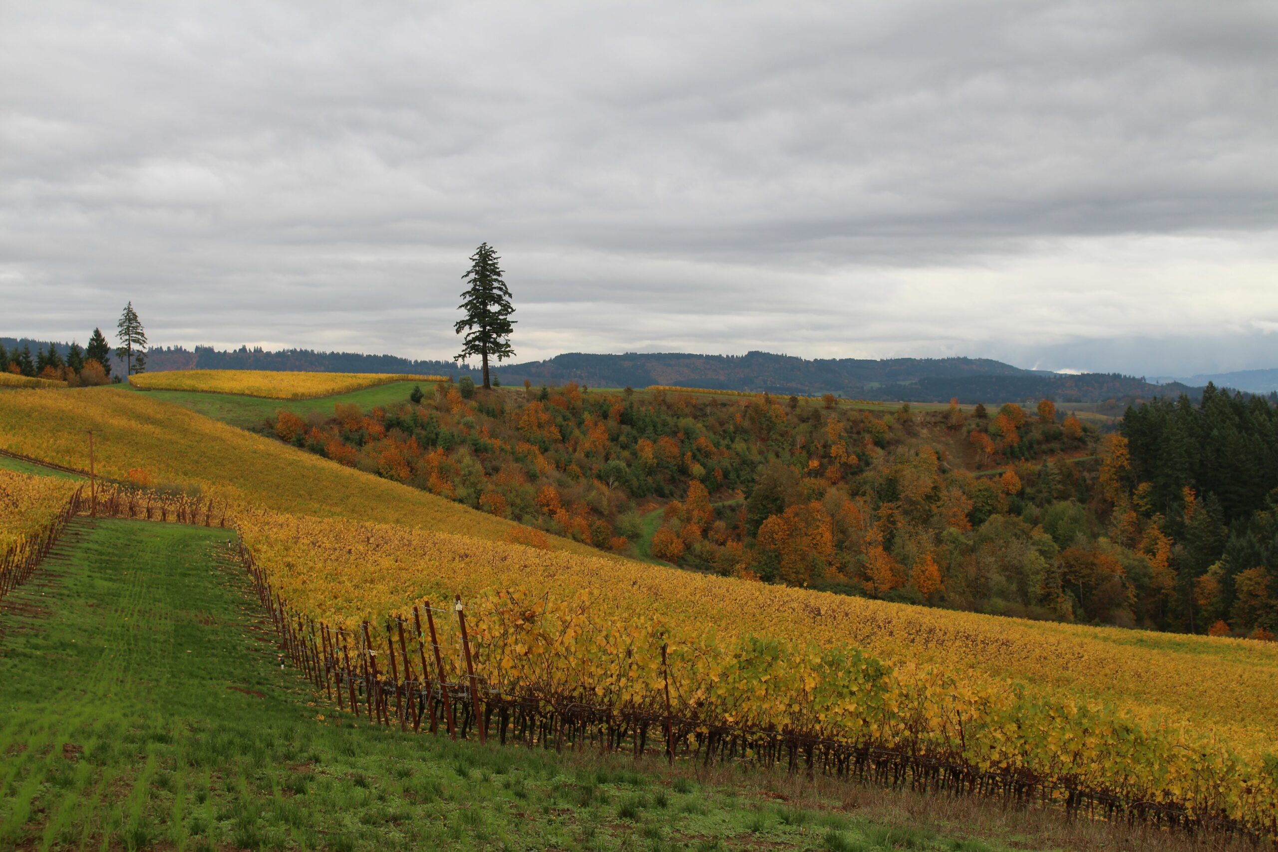 Golden vines and beautiful fall trees beneath a cloudy sky at Fairsing Vineyard in Oregon's Willamette Valley