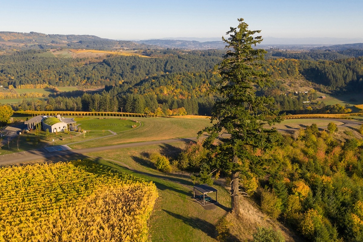 Fairsing Vineyard nestled within a Certfied Family Forest in Oregon's Willamette Valley