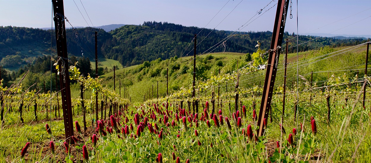 Crimson clover ground cover blooms between Pinot noir vines at Fairsing Vineyard in Oregon's Willamette Valley