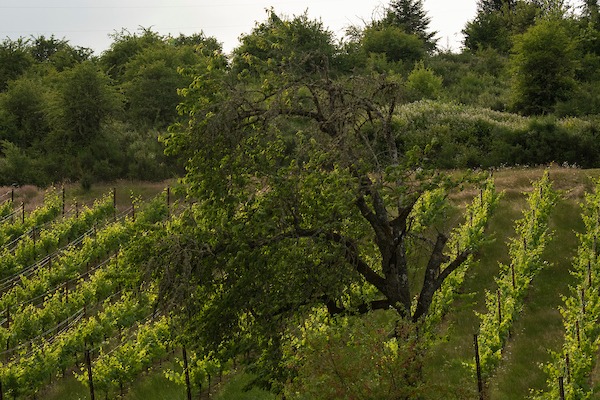 An established oak among the vines at Fairsing Vineyard in Oregon's Willamette Valley