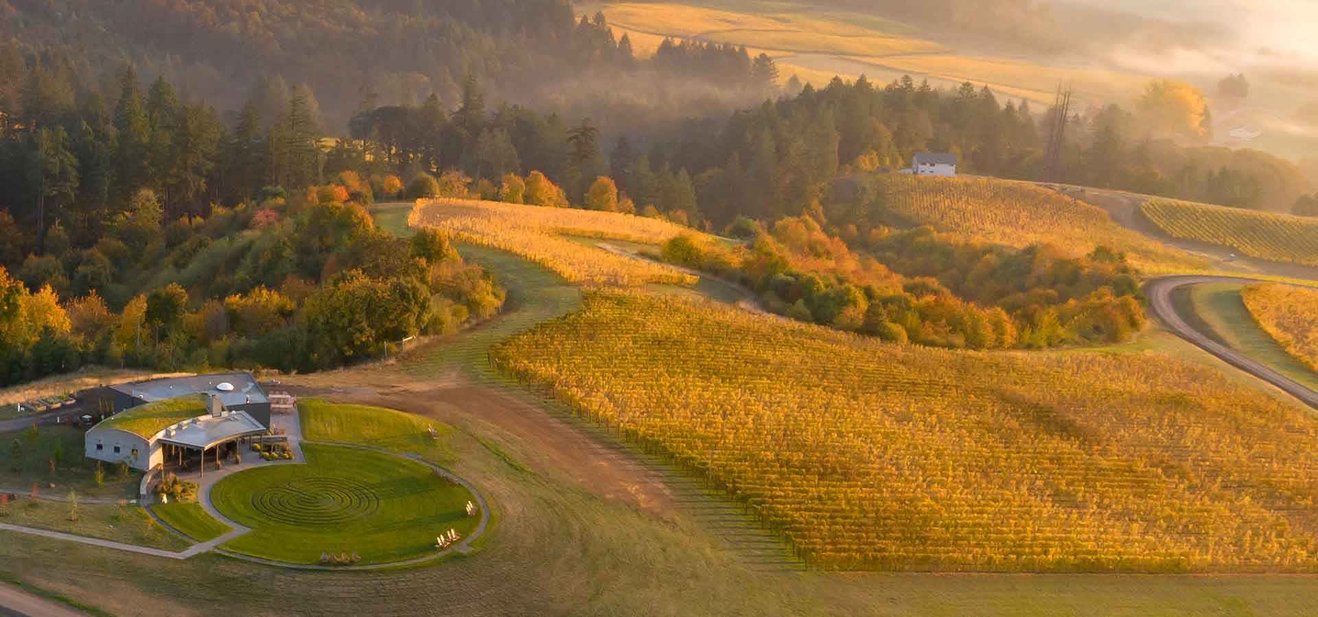 Fairsing Vineyard at dawn surrounded by golden vines following harvest in Oregon's Willamette Valley