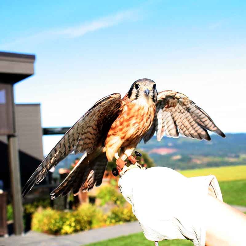A rehabilitate kestrel spreads its wings beneath a blue sky at Fairsing Vineyard in Oregon's Willamette Valley