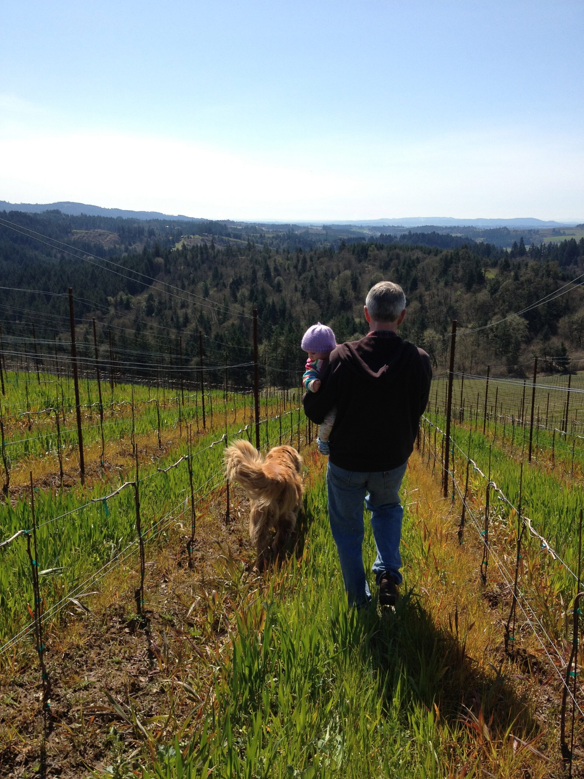 Fairsing Vineyard owner walks with grandchild and dog among the vines and trees