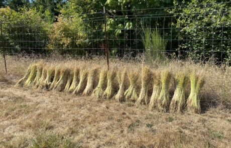 Fiber flax bundles lean on a fence at Fairsing Vineyard while drying in the sun or retting