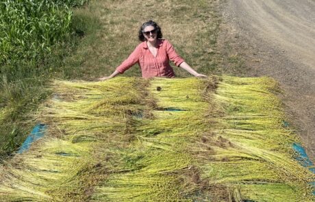 Happy harvester with shooks of fiber flax at Fairsing Vineyard in Oregon's Willamette Valley