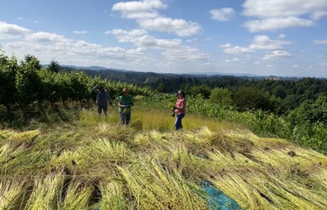 Fairsing team members hand harvest golden fiber flax stalks beneath blue skies at Fairsing Vineyard