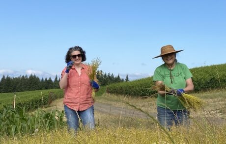 Fairsing team members pulling fiber flax in July of 2021 beneath sunny skies in Oregon's Willamette Valley