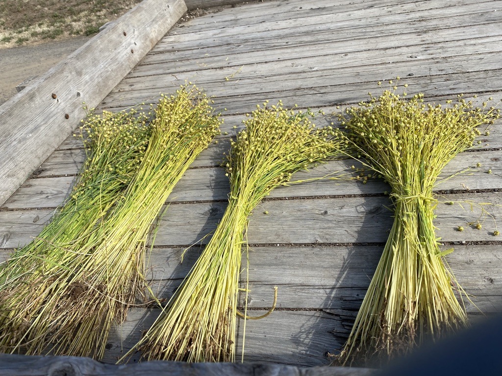 Golden fiber flax tied into shooks or swathes at Fairsing Vineyard in Oregon's Willamette Valley