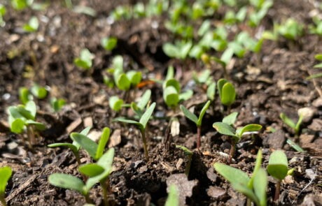Fiber Flax begin to pop from the dark rich soil at Fairsing Vineyard
