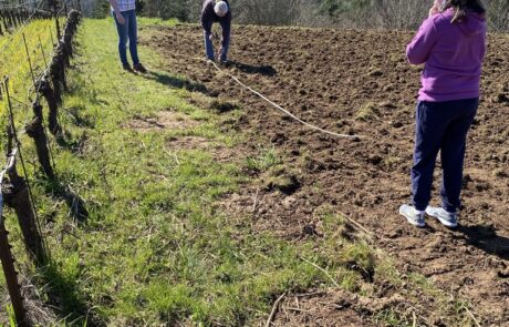 Establishing plot lines for the fiber flax with help from the family at Fairsing Vineyard in Oregon's Willamette Valley
