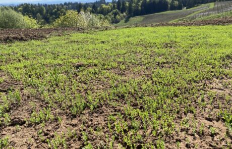 A green plot of growing fiber flax at Fairsing Vineyard