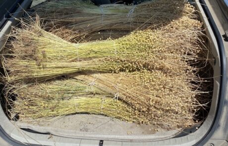 Dried fiber flax loaded up for transfer to storage before processing