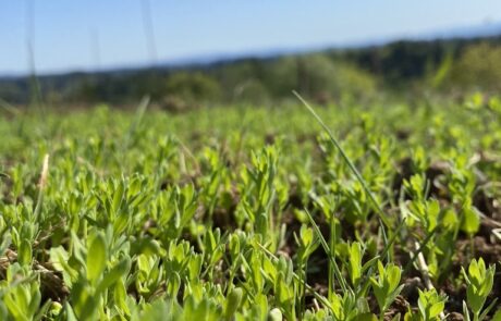 Tightly sown fiber flax at Fairsing Vineyard enjoys sunny blue skies
