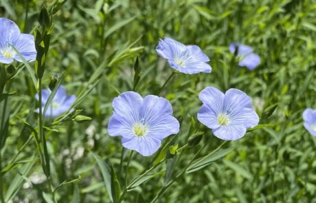 Beautiful blue blooms on fiber flax stems at Fairsing Vineyard in Oregon's Willamette Valley
