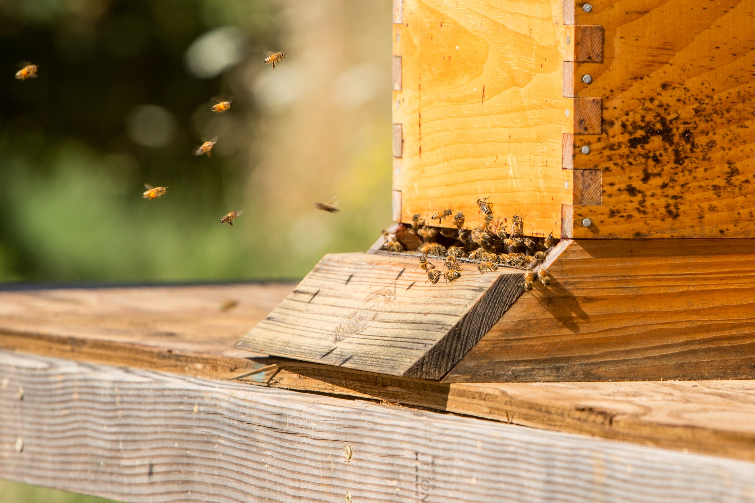 Honeybees return to the hive at Fairsing Vineyard in Oregon's Willamette Valley
