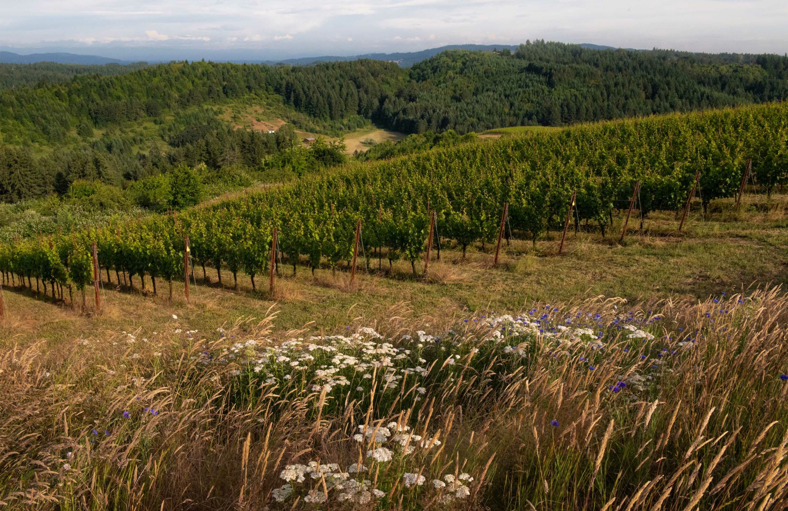 Fairsing Vineyard in Oregon's Willamette Valley surrounded by forest, oak plantings, and native grasses