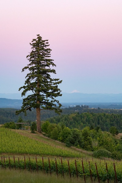 An old-growth Douglas fir tree greets the dawn and Mt Jefferson in the distance at Fairsing Vineyard in Oregon's Willamette Valley