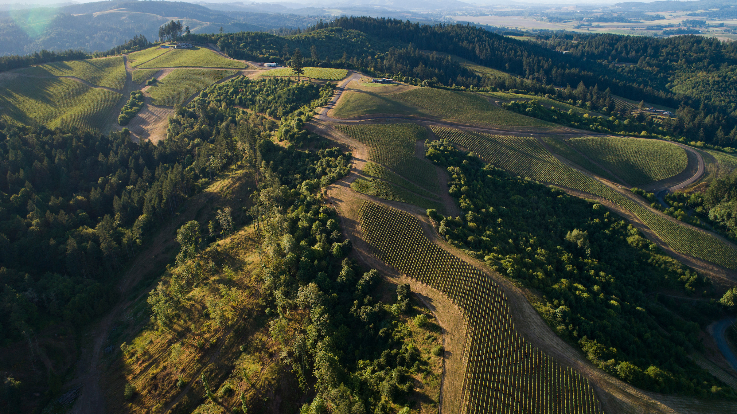 The vines and forest of Fairsing Vineyard as seen from above