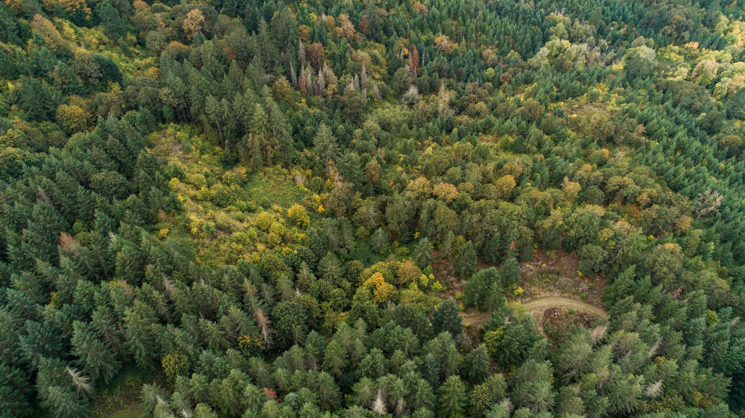 An aerial view of tree tops among the mature forest at Fairsing Vineyard in Oregon's Willamette Valley