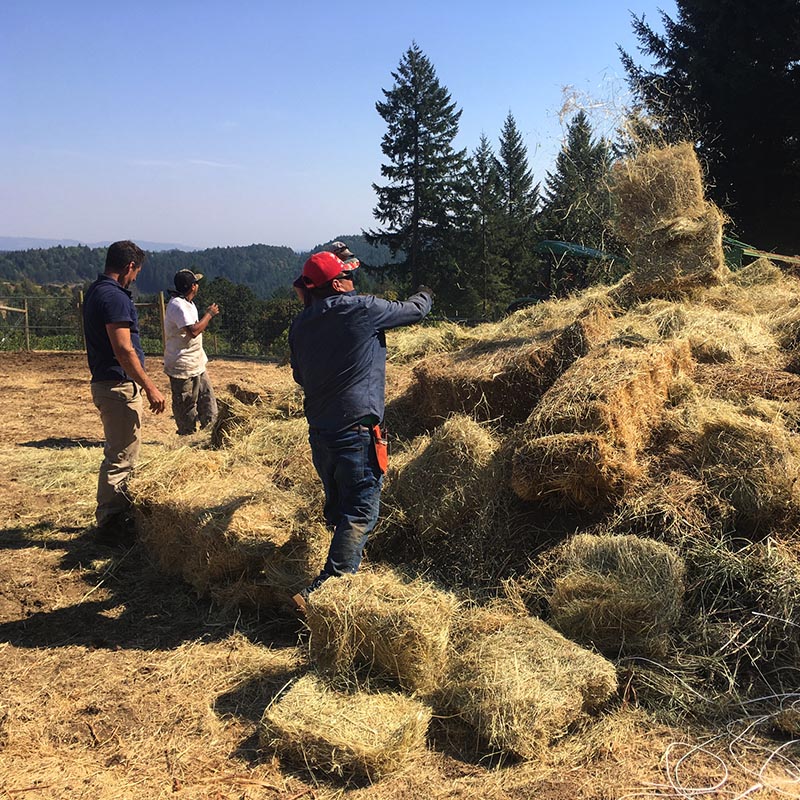 Hay there fun near the compost pile at Fairsing Vineyard