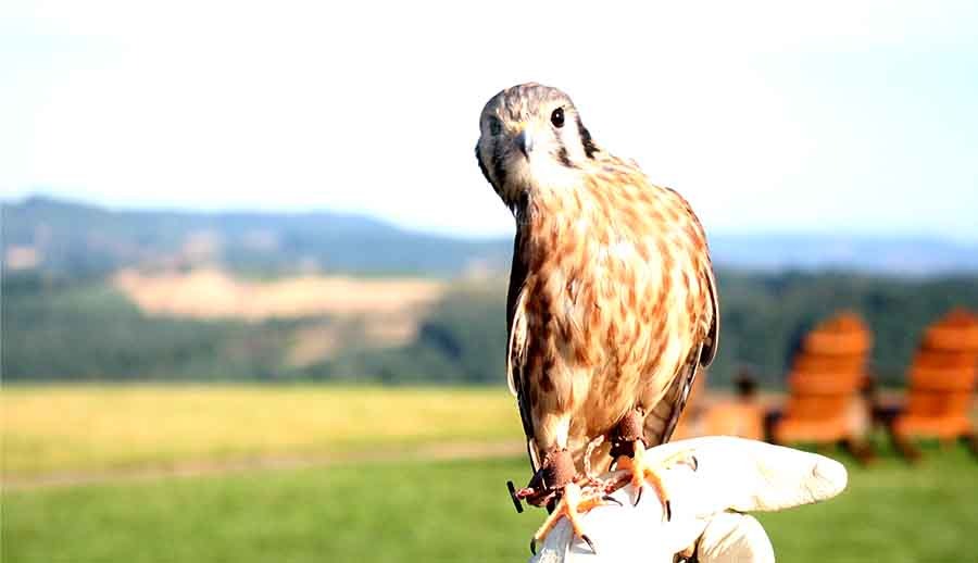 A rescued kestrel at Fairsing Vineyard before release among the vines above Oregon's Willamette Valley