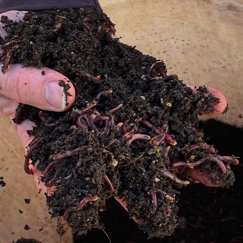 Fairsing Vineyard Enhancing holistic farming practices with specially formulated compost and red wiggler earthworms