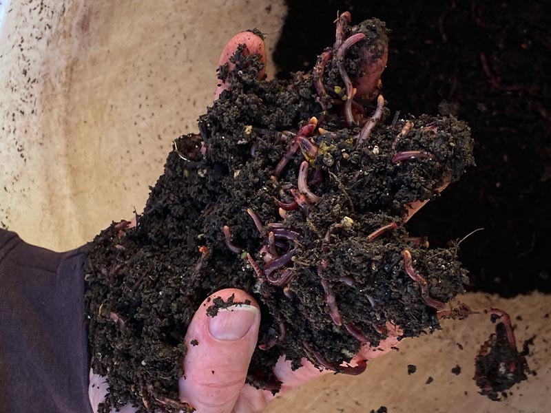 Red wiggler earthworms join the composting program at Fairsing Vineyard