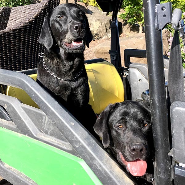 Two black labradors sitting in the seats of a vehicle at Fairsing Vineyard in Oregon's Willamette Valley