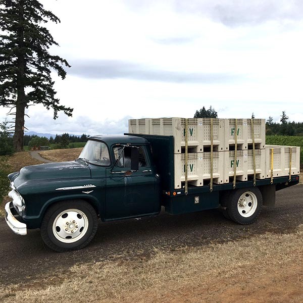 A green 1956 Chevy flatbed loaded with fresh picked Pinot noir at Fairsing Vineyard in Oregon's Willamette Valley
