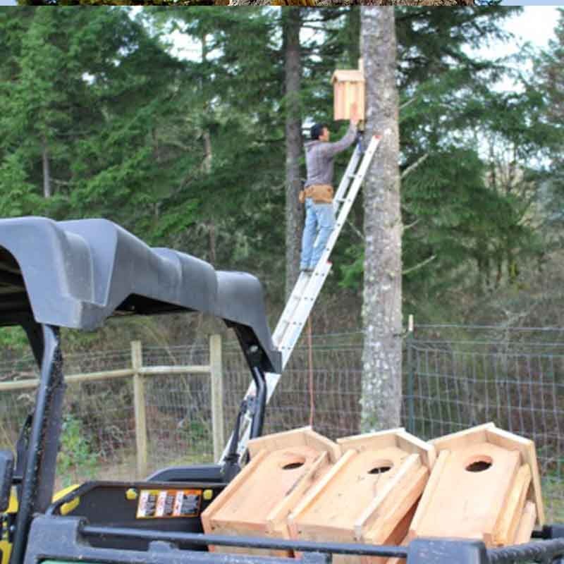 A man stands on a ladder mounting an owl or kestrel nesting box to a pine tree at Fairsing Vineyard in Oregon's Willamette Valley with other nesting boxes loaded on the back of vehicle in the foreground