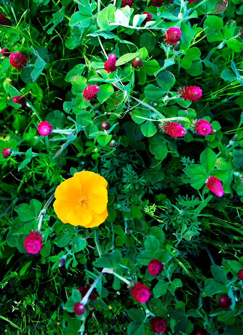 Crimson clover in bloom at Fairsing Vineyard surrounds a vibrant yellow flower