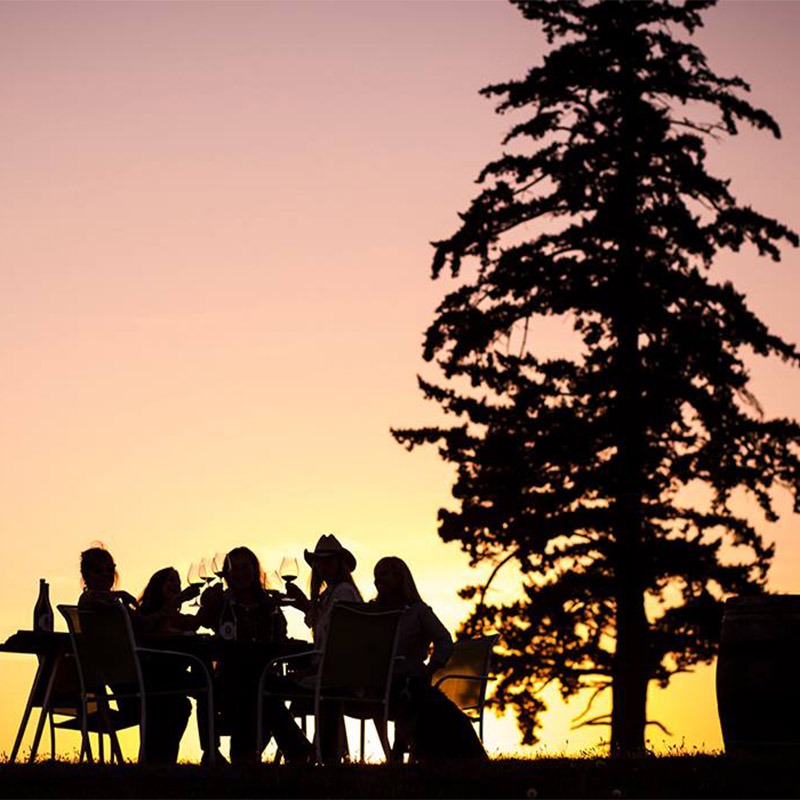 A group in silhouette raise their wine glasses at sunset beneath an old-growth Douglas fir at Fairsing Vineyard in Oregon's Willamette Valley