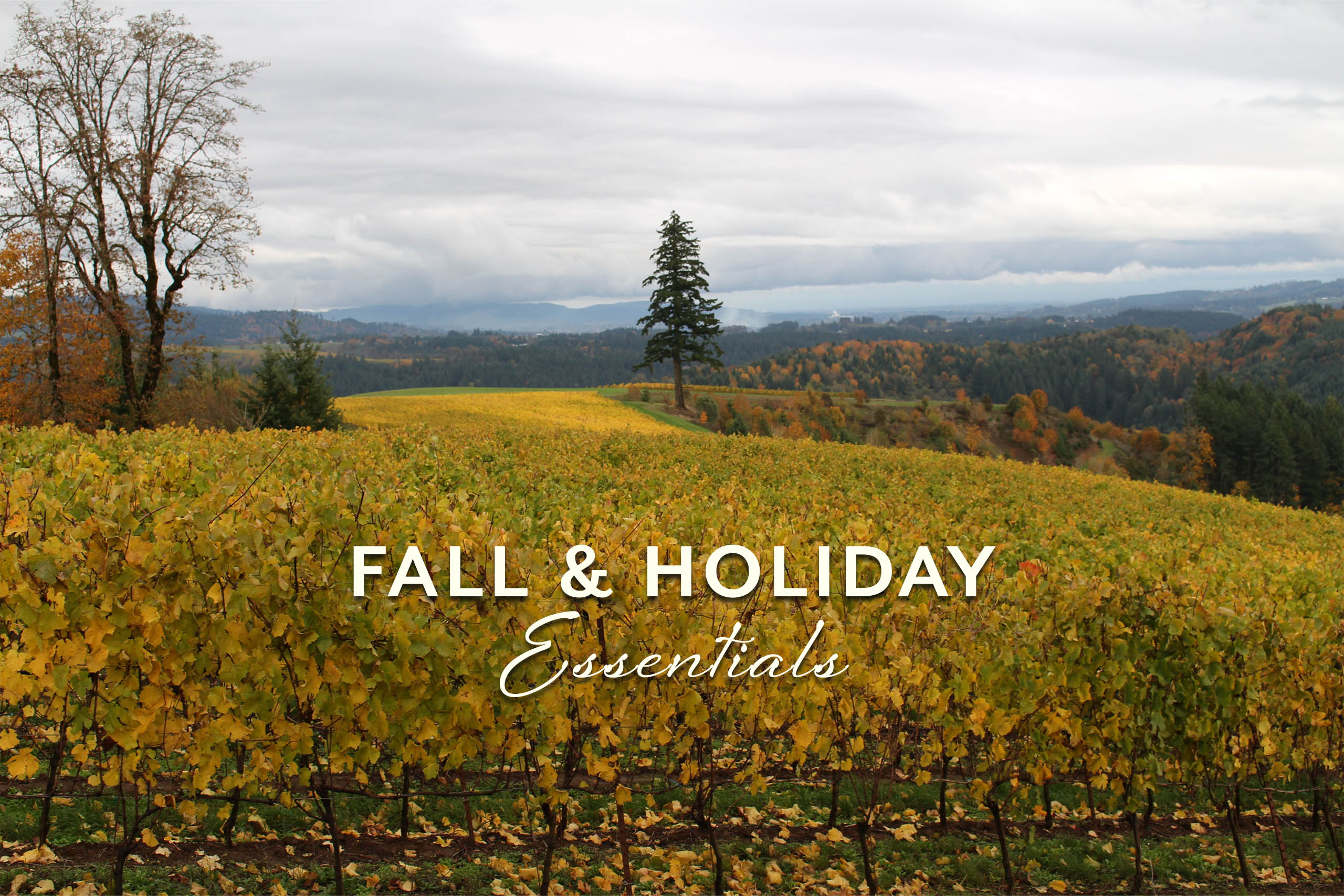 A view of golden vines and Autumn trees at Fairsing Vineyard in Oregon's Willamette Valley