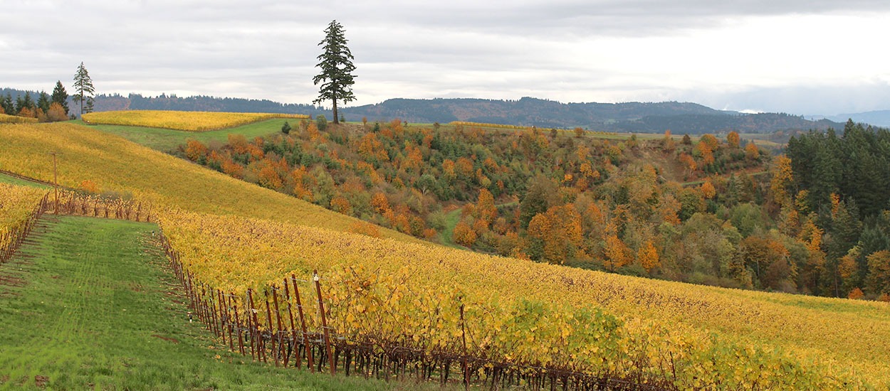 Fairsing Vineyard awash in fall hues with golden vines and vibrant trees throughout the forest in Oregon's Willamette Valley