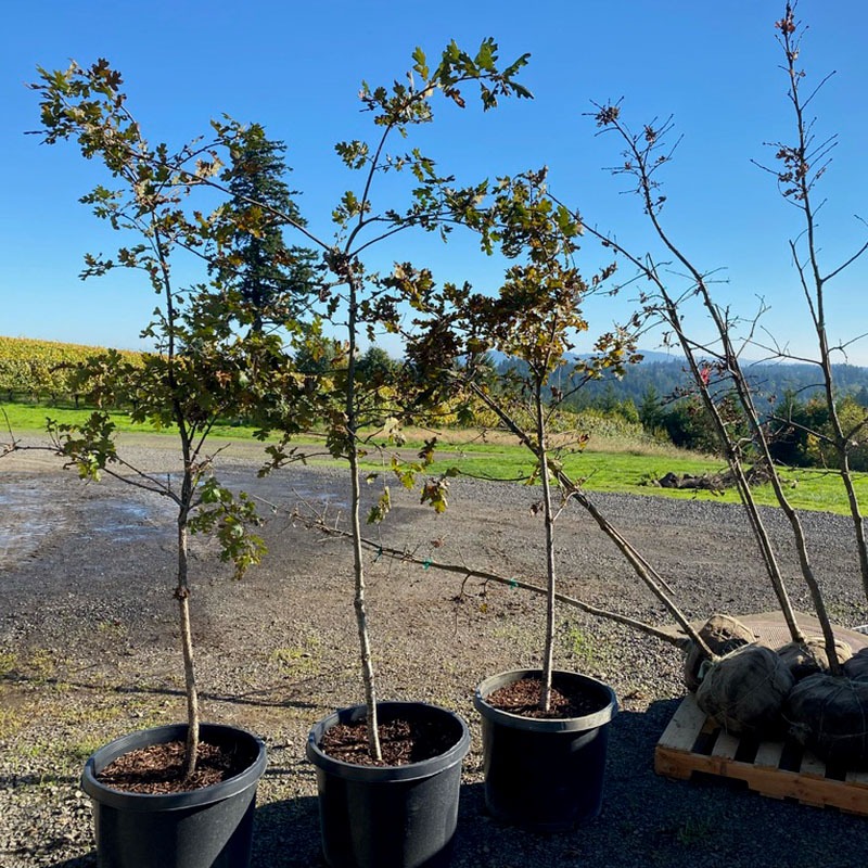 Fairsing Vineyard and eight Oregon White Oak saplings ready to join the forest infrastructure across the estate