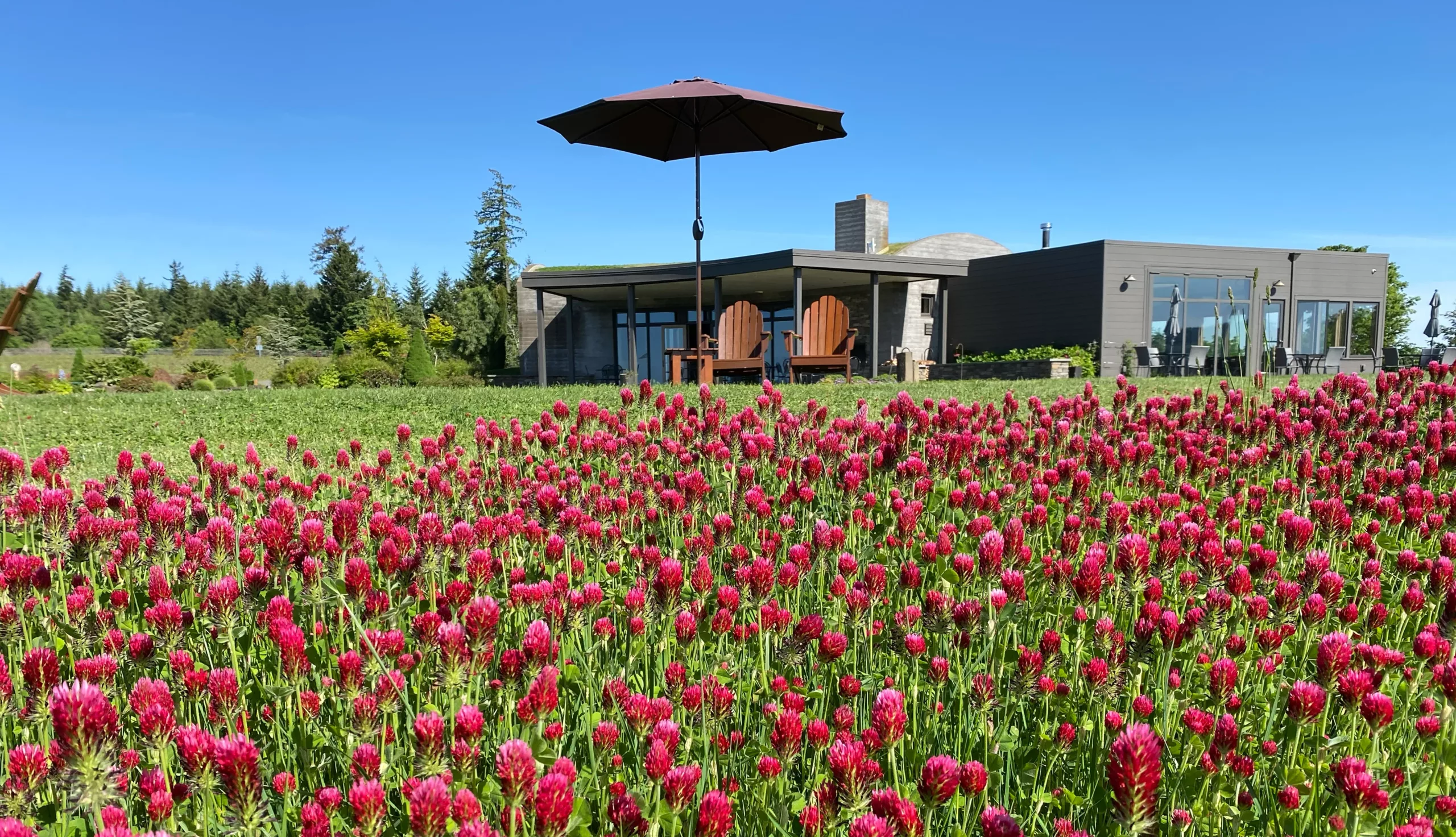 Brilliant crimson clover in bloom beneath a blue sky surrounds the tasting room and patios at Fairsing Vineyard in Oregon's Willamette Valley