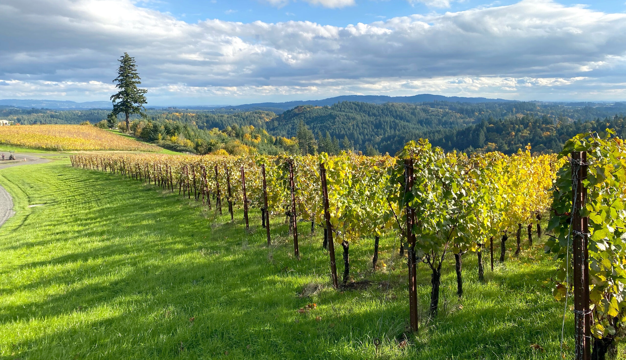 The Pinot noir vines and forest at Fairsing Vineyard adorned in golden Fall hues in Oregon's Willamette Valley